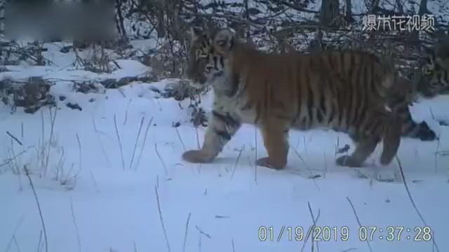 It's not easy to get the first picture of the "big three small" wild Amur tiger family!