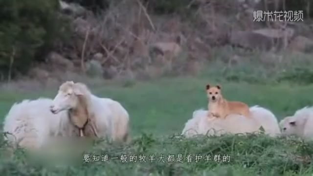 The master of the shepherd dog lies on the back of the sheep to command the sheep. The camera records the whole process!
