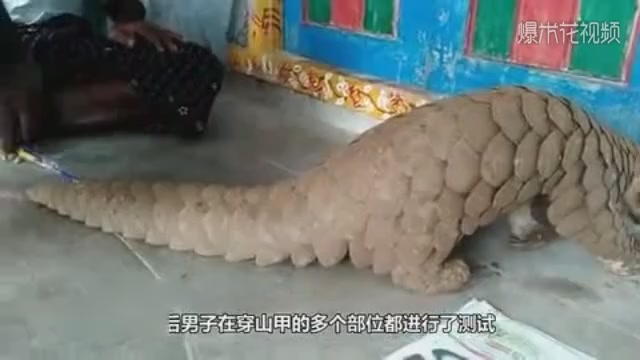 Men do not intend to put pens on pangolins, the next second picture is puzzling!