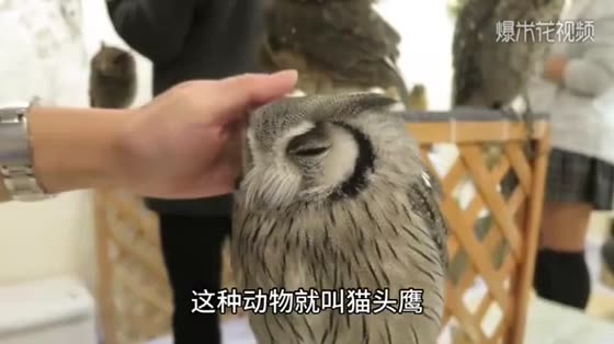 If you are not afraid of owls barking, you are afraid of owls laughing! Why do rural people say that?