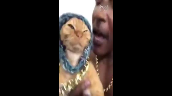 The owner put a gold chain on the cat, and Rap, Haha, helpless cat.