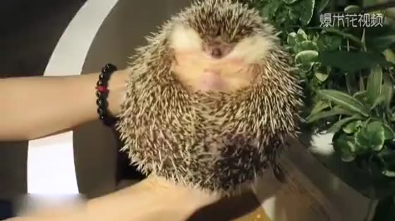 Japan's fattest and loveliest hedgehog, do you want to touch it?