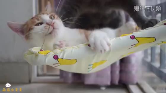 Social cats occupy hammocks, bully brothers, and quarrel with their owners!
