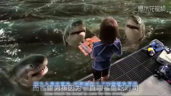The little boy feeds the shark every day, but accidentally meets the storm, and finally the shark saves him!