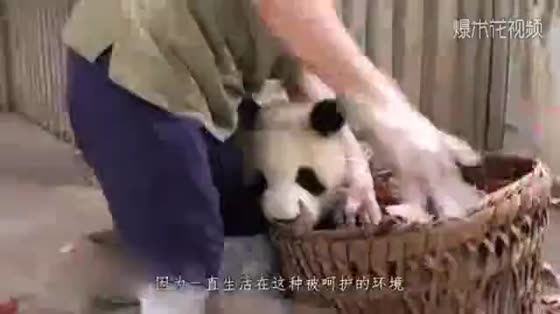 Giant pandas are disliked by the breeders. Pandas, labor and capital are the national treasures sitting by you. You dare push me!