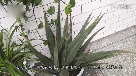 Look at the dried point of Aloe Vera at home quickly and raise your posture!