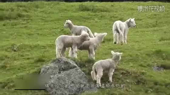 Smart sheep, in order to avoid shearing, fled to the mountains for 6 years, and eventually became net red by a body of wool!