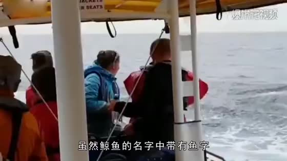 Why can't you see the dead whale near? The camera in the video tells you!