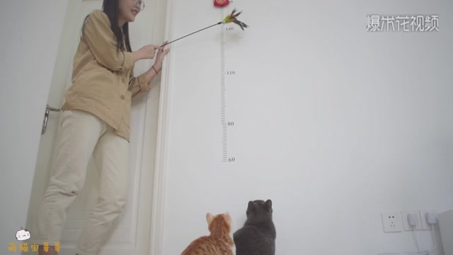 Can cats jump 200 centimeters? Looking at the two cats at home, I sighed.