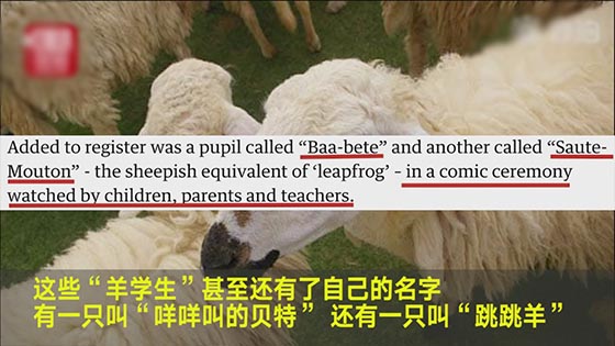1  15 "Sheep students" came to a primary school in France because the students may not be able to reduce the class.