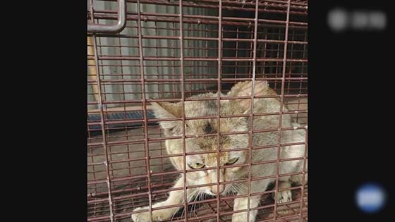 Weak and poor, helpless - Chinese little orange cat was transported to Milan by mistake.