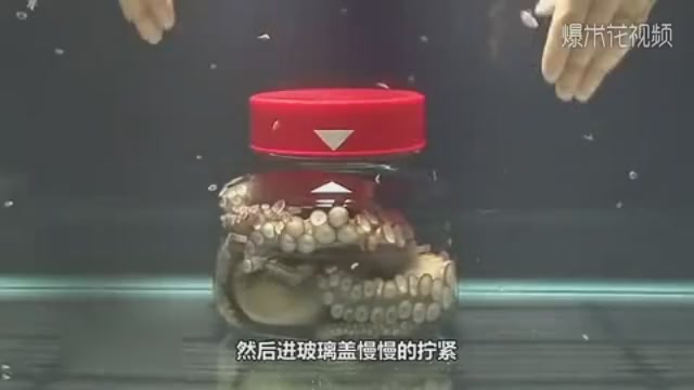 Can an octopus escape successfully by putting it in a jar and tightening the lid? Shot the whole process!