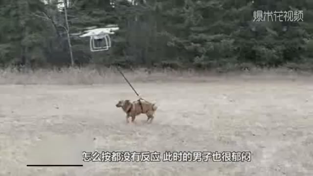 Foreign guys have big brain holes and unmanned aerial vehicles walk dogs. The result is tragic!