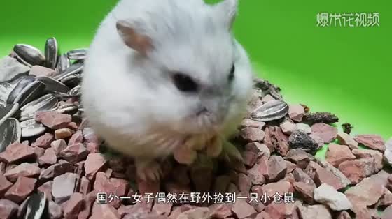 The woman picked up a hamster and raised it for a period of time.