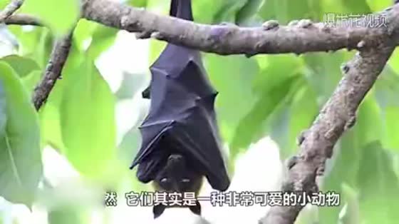 The little bat is so cute that it's too satisfying to eat a banana. It looks like it's sprouting!