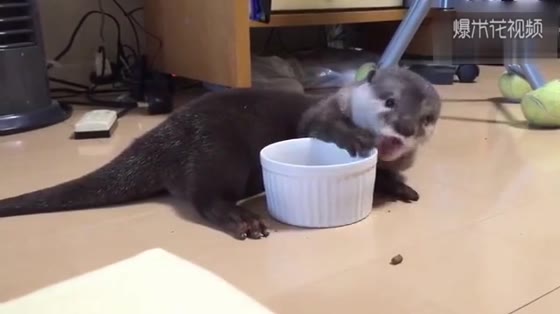 The otter's voice when drinking water is too milky. It's getting worse.