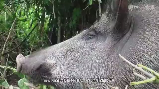 This wild boar will choose a place to settle down. The picture is too warm.