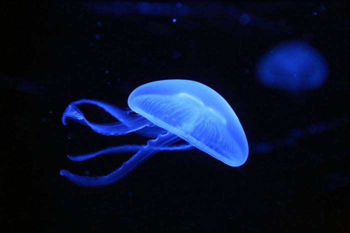 Rare shots of stubborn jellyfish surviving under Arctic ice