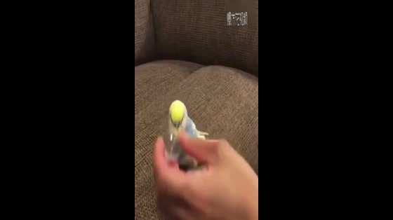 The tiger parrot is so cute that it starts to faint when playing guess with its owner.