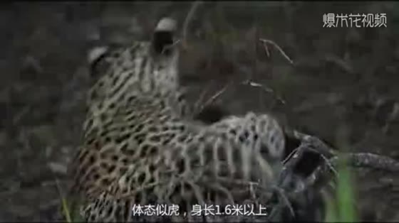 The Monkey Leopard attacked the Badger, but was unexpectedly hunted by the Badger. The camera was surprising.