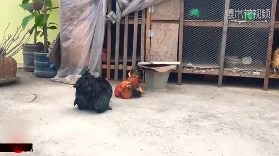 Rooster fights are like martial arts blockbusters. What kind of magician does this foot come from?