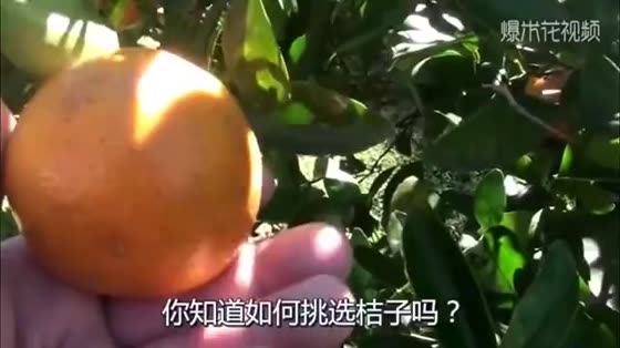 Oranges are delicious but can't be selected. 3 tricks are easy to choose!