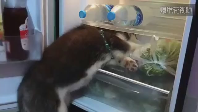 Husky is no different. He can't get out of the refrigerator in summer for fear of becoming a hot dog.