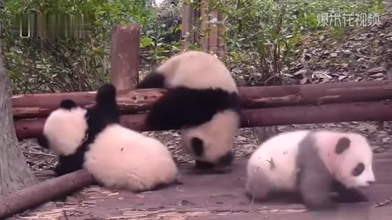 Baby Panda in distress was bullied again
