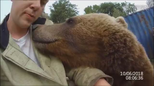 When a ferocious bear meets a Russian, it sells in seconds.