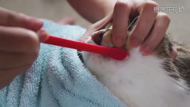 This is the most useful way to brush the cat owners'teeth.
