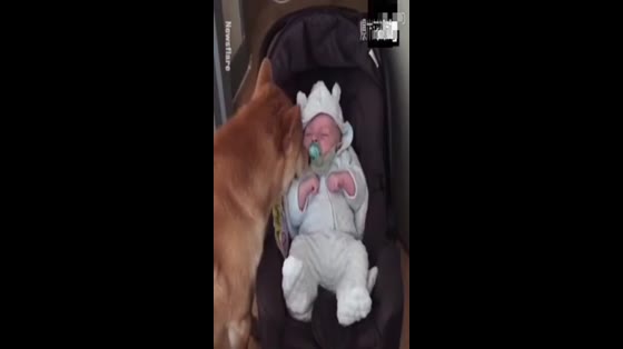 Want to have such a smart dog, not only do not need to be taken care of, but also take care of the baby.