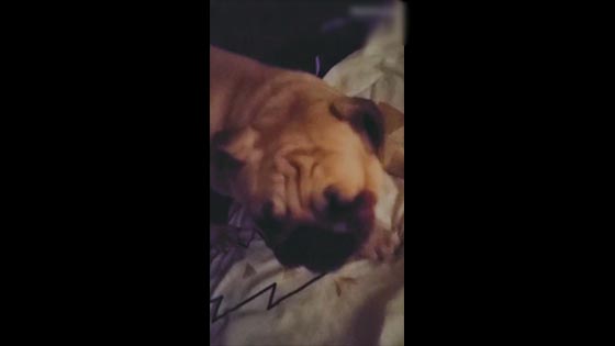 This is why girls do not like to raise a dog. Funny dogs video.