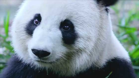 Chinese pandas are relegated to endangered level. Netizen: One of the greatest achievements in animal protection in China, proud