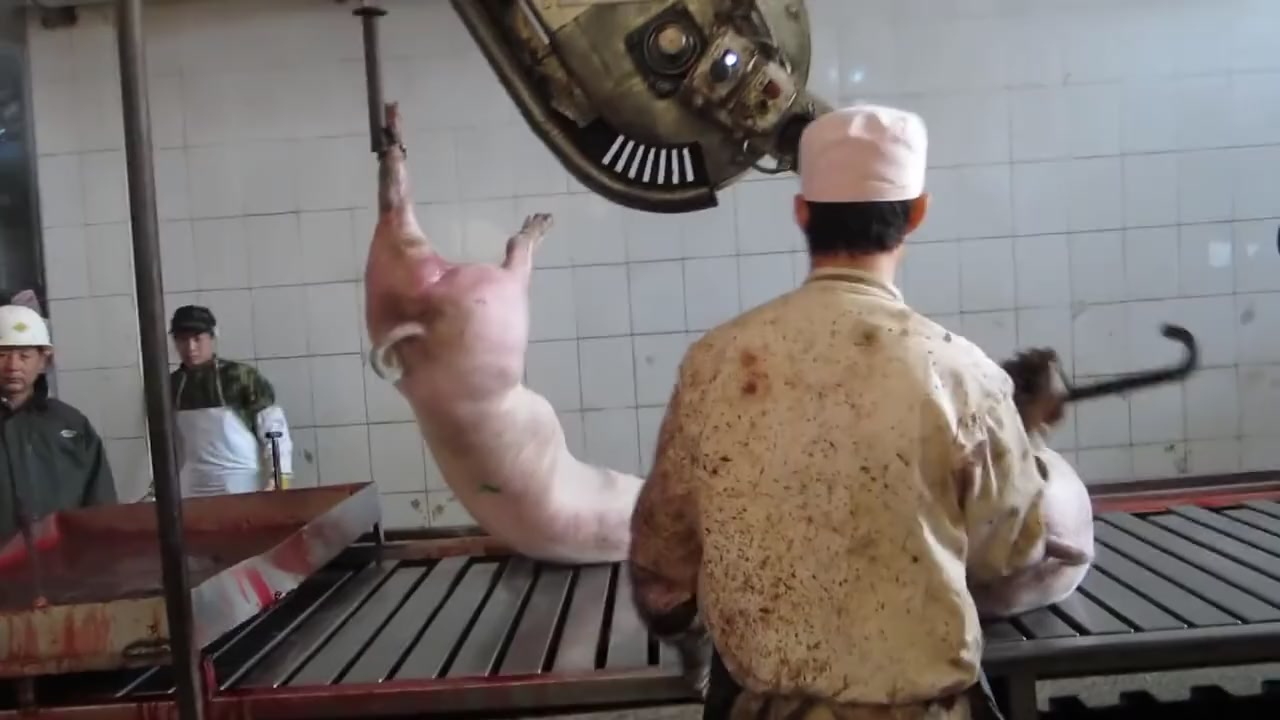 We must take part in some parts of China's automatic pig killing line.