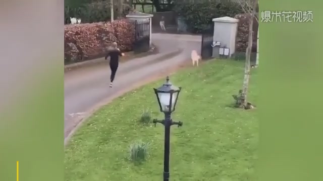 That's funny. The woman was chasing the goat for a second, but her sister laughed upstairs.