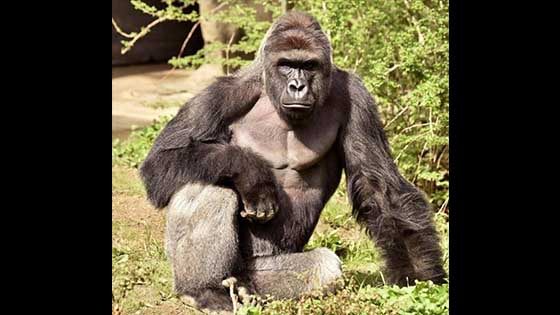 3 Years Later: Remembering Harambe, Since Gorilla Shot At Cincinnati City Zoo.