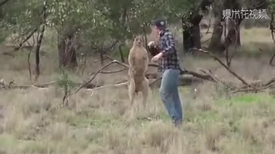 Kangaroos are pinching the dog's neck. The owner fights with the kangaroo. The owner is really fierce.