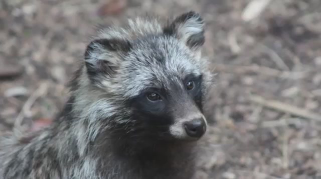 Raccoon dogs:Check out a very interesting canine!