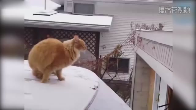 The cat with slippery feet is too real when it bounces.