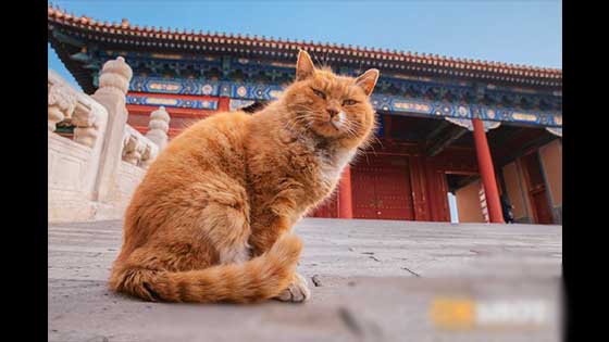 The cat in the Forbidden City is on fire! I work very hard every day, and I will take over at the point.