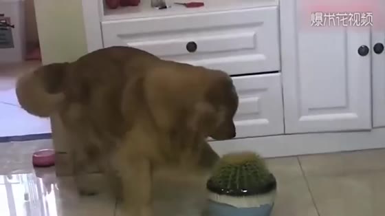 Let the dog help with the cactus, the little fellow's grieving eyes and uneasy movements are simply broken.
