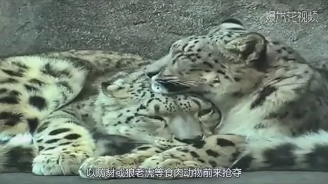 Leopard's daily show of love, unexpectedly, the video appears this admiration, the picture is too sweet.