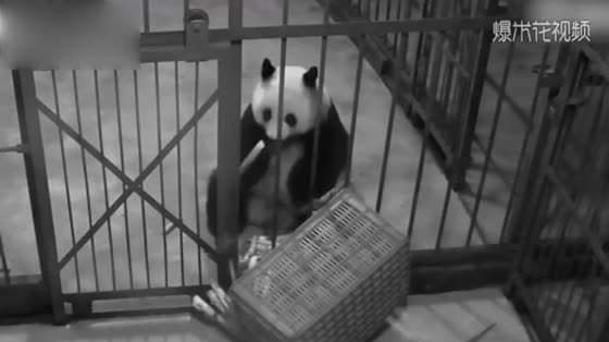 Panda baby is frightened to eat in the middle of the night, skilled, absolutely habitual offenders