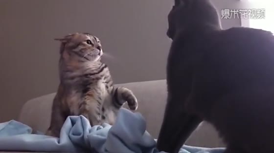 The cat fight is a routine, and the result is really unexpected.