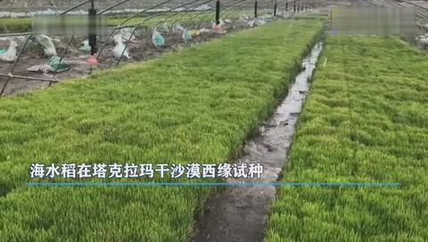 Ask for rice fields from the desert! Trial planting of seawater rice on desert saline-alkali land can be converted into good farmland in three or five years.