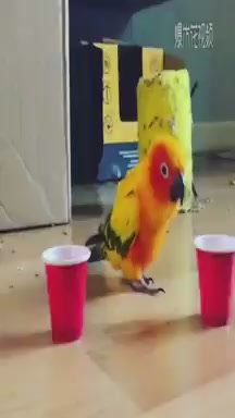Did the parrot forget to turn off its vibration mode?