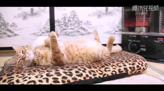 This is the state of the meows when it comes to winter. They really enjoy it.