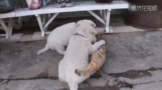 A silly dog who eats cat's milk, meow's heart is broken.