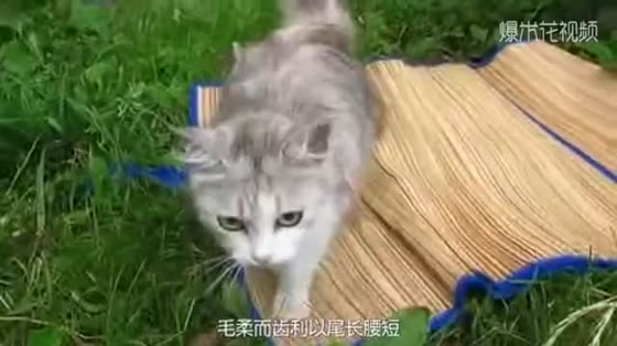 The cat panicked when the cat saw the stranger approaching and dropped her baby.