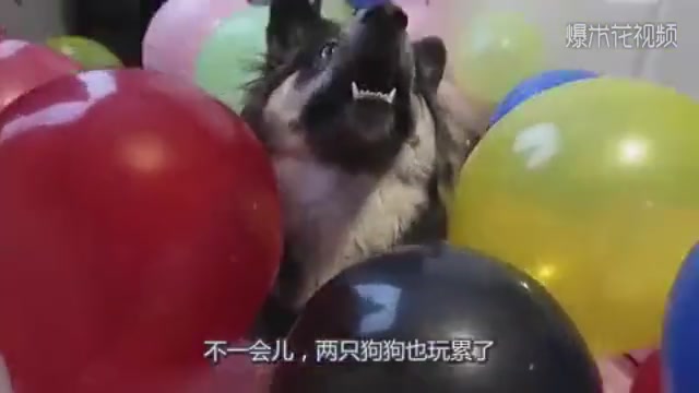 The owner blew balloons in the house, and Husky called his comrades in to make trouble.